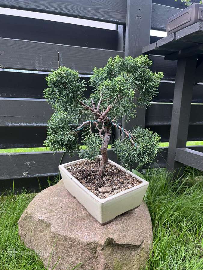 Kadagys Juniper bonsai mažame šviesiame vazone - nuotraukos Nr. 3