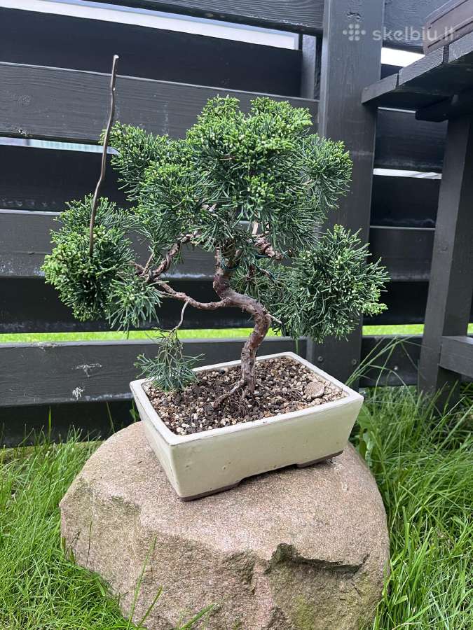 Kadagys Juniper bonsai mažame šviesiame vazone - nuotraukos Nr. 4