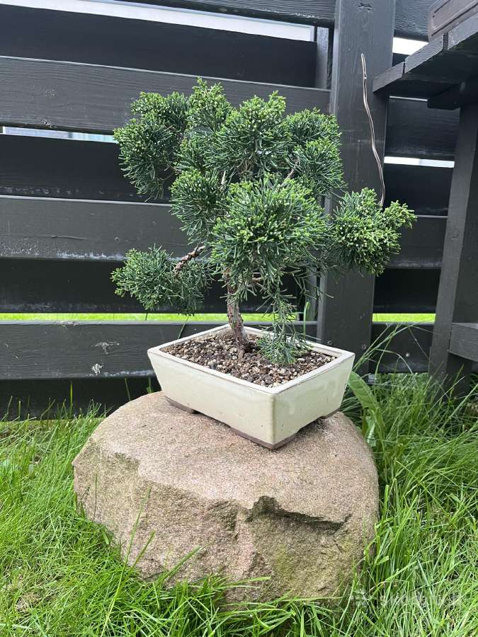 Kadagys Juniper bonsai mažame šviesiame vazone - nuotraukos Nr. 5