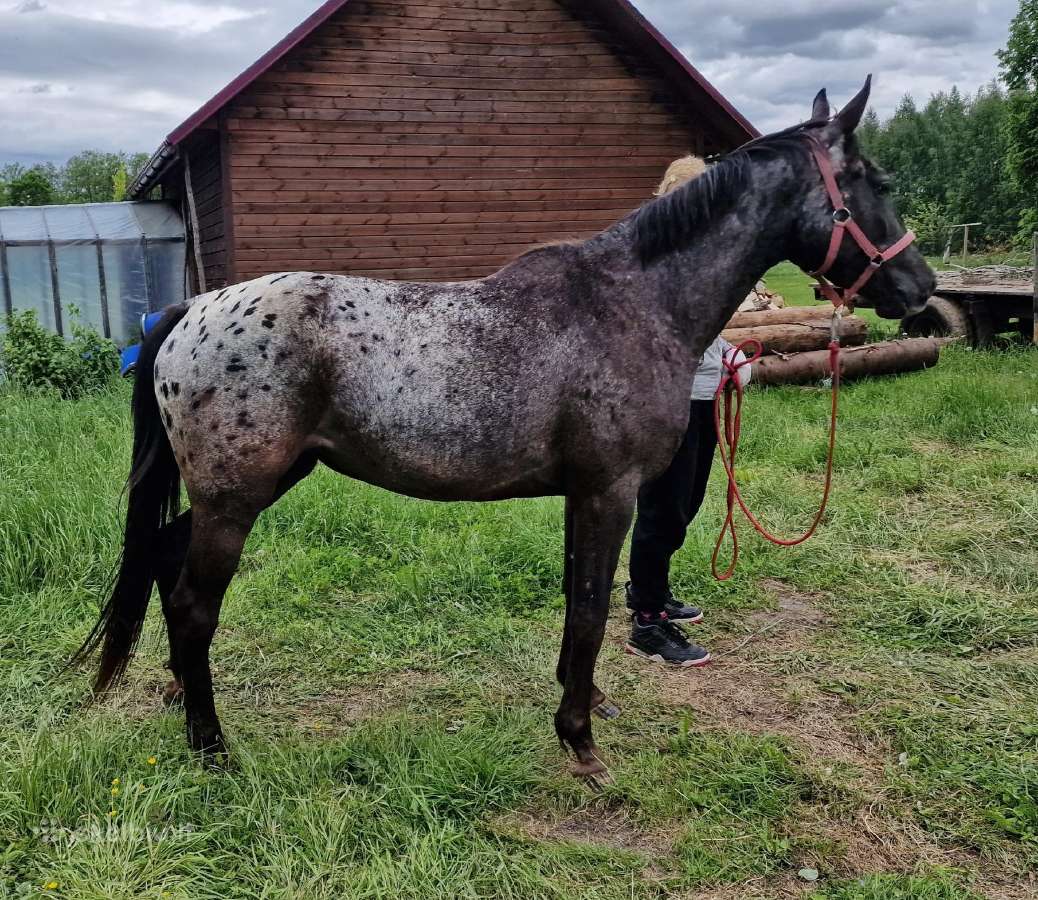 Apaloosa kumelė 3 m. - nuotraukos Nr. 2
