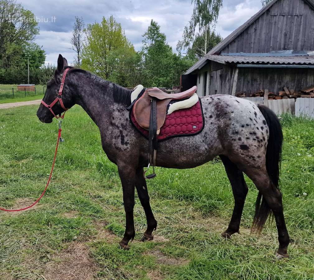 Apaloosa kumelė 3 m. - nuotraukos Nr. 3