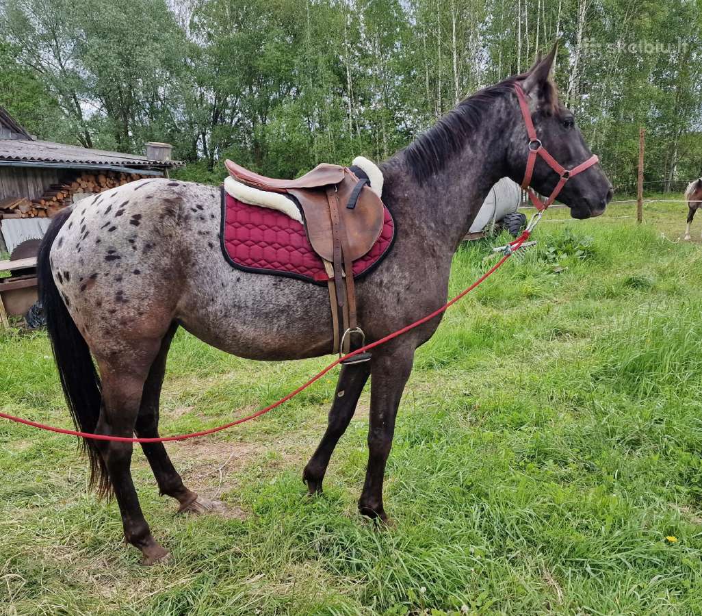 Apaloosa kumelė 3 m. - nuotraukos Nr. 4