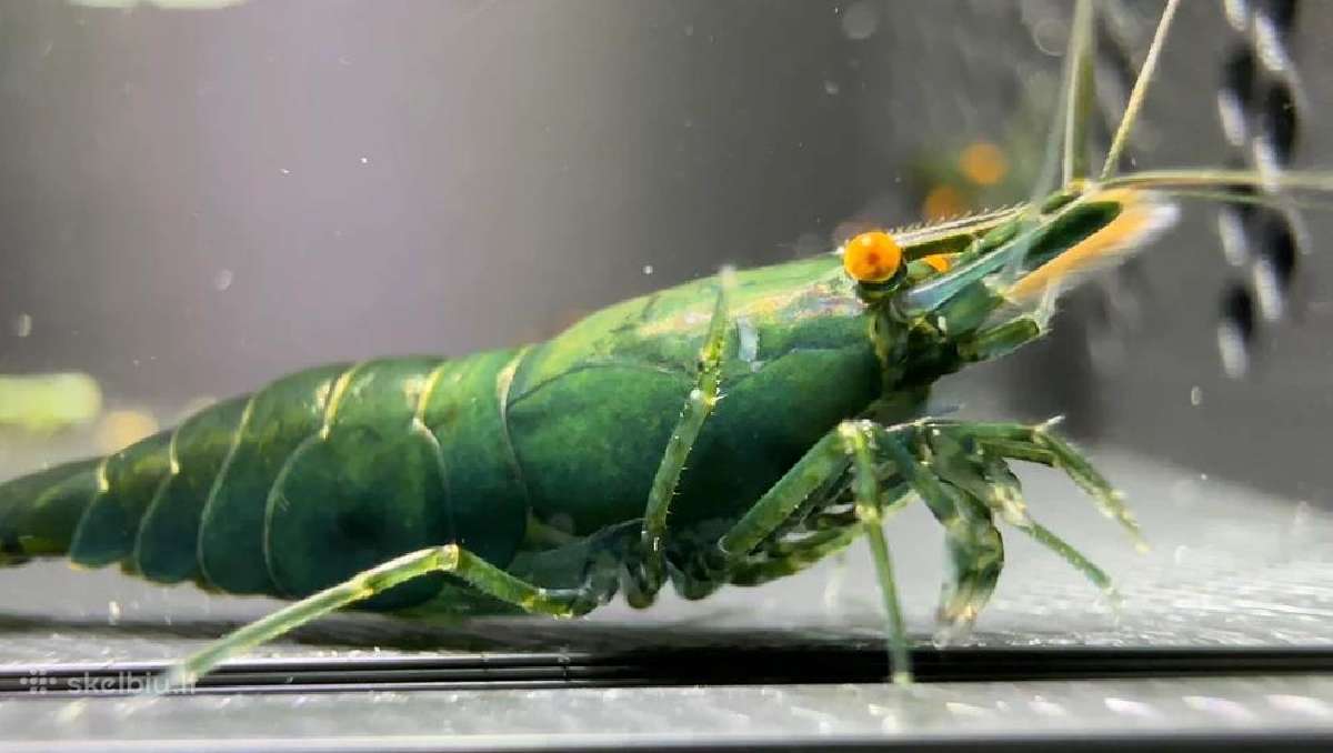 Dark Green Jade Oe „Green Demon" - Neocaridina - nuotraukos Nr. 2