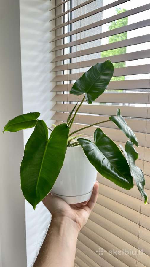 Philodendron Burle Marx