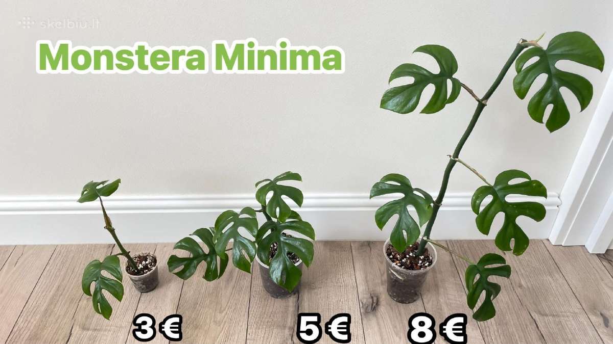 Monstera Minima