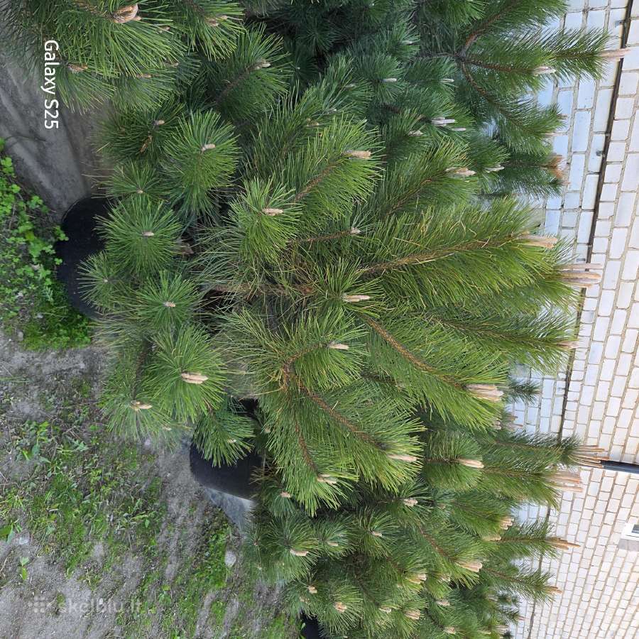 Kalninės, juodosios, paprastos pušys himalajinės p - nuotraukos Nr. 32