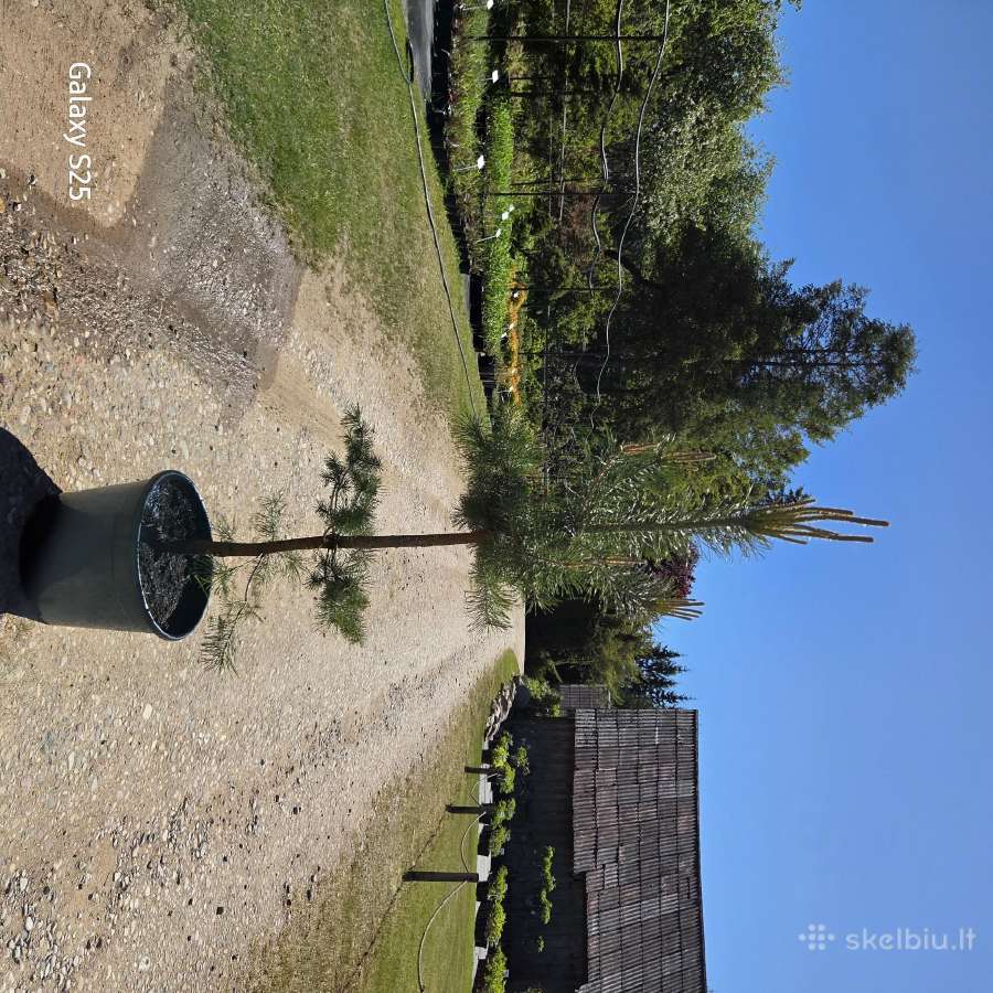 Kalninės, juodosios, paprastos pušys himalajinės p - nuotraukos Nr. 33