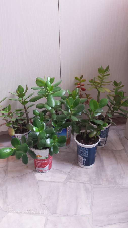 Gele sukulentas, storalapis, pinigu medis