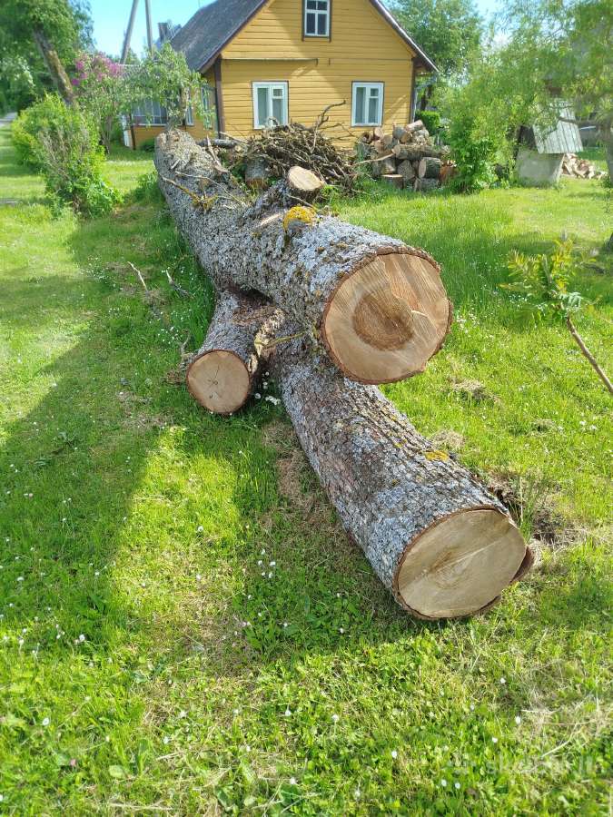 Guoba medis skersmuo 80 cm ilgis iki sakotos 5m