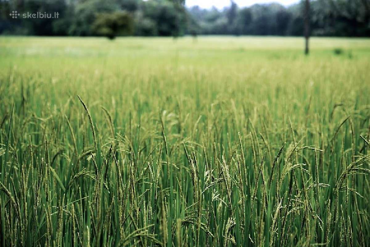 Sklypų šienavimas-žolės, vejos pjovimas. - nuotraukos Nr. 5
