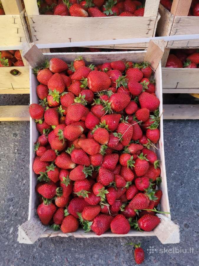 Lenkiškų braškių didmeninė prekyba