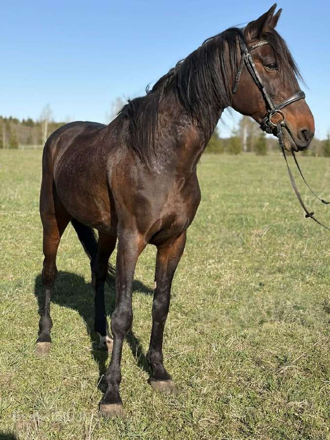 Parduodamas žirgas