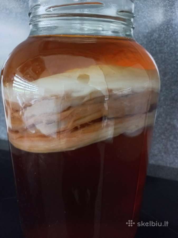 Arbatos grybas – Kombucha.