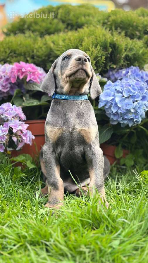 Dobermano šuniukai