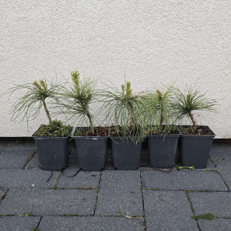 Himalajinė pušis Pinus griffithii (wallichiana)