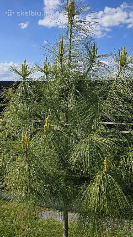 Himalajinė pušis Pinus griffithii (wallichiana) - nuotraukos Nr. 2