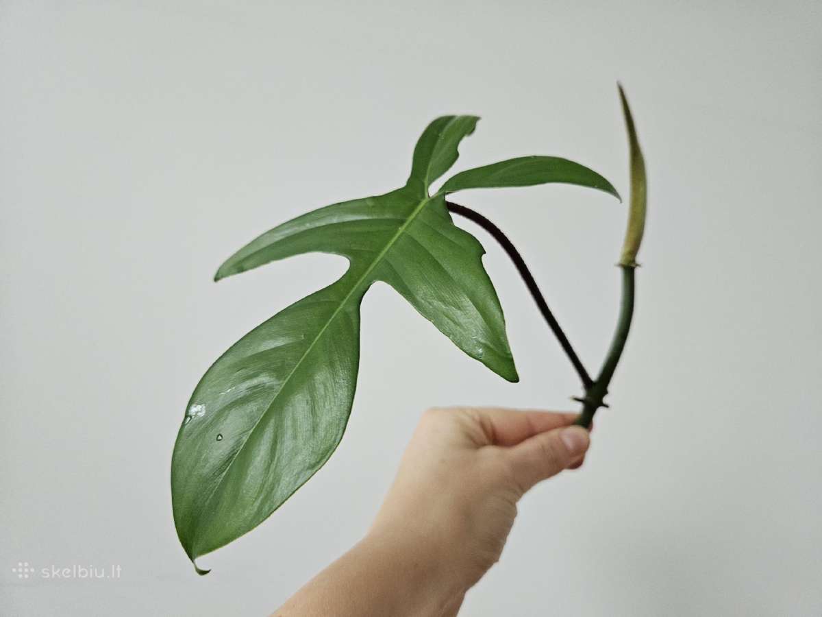 Philodendron Florida Green karpiniai