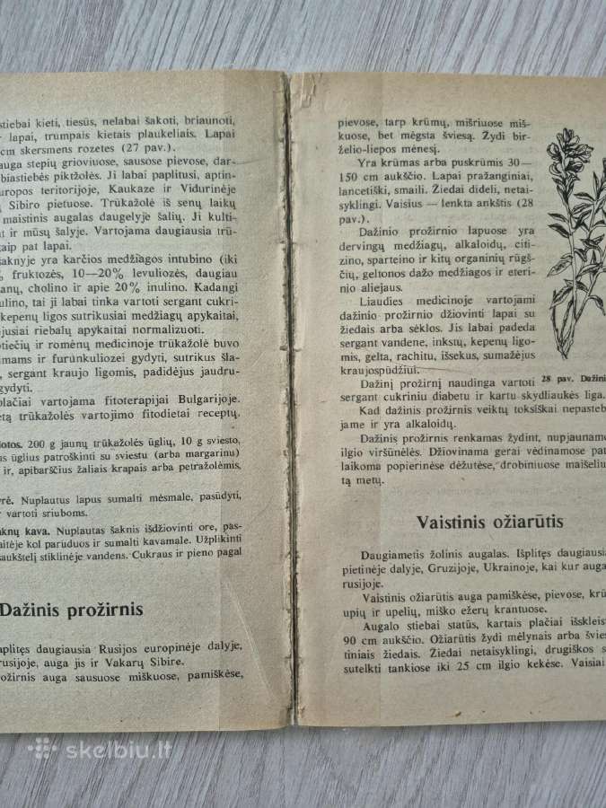 Vaistai iš močiutės skrynelės - nuotraukos Nr. 3