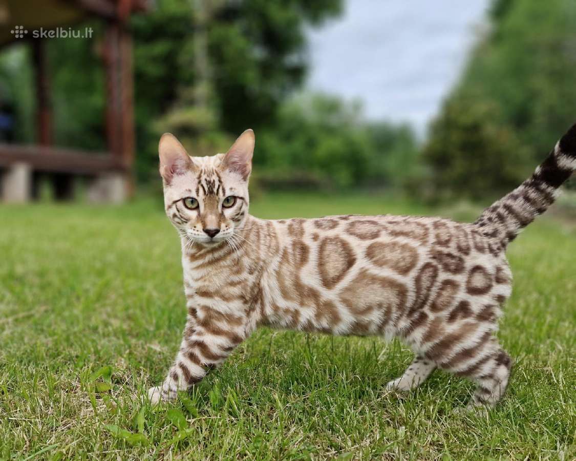 Snieginis leopardinis bengaliukas su dok.