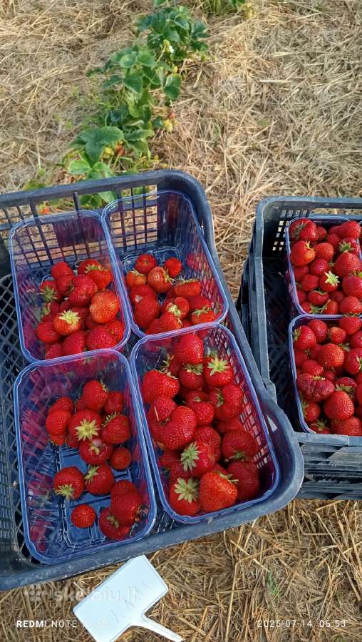 Parduodamos braškės didmena kreipkitės susitarsime - nuotraukos Nr. 2