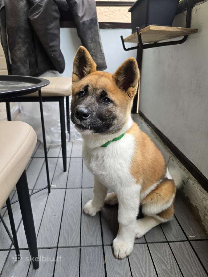 Akita inu