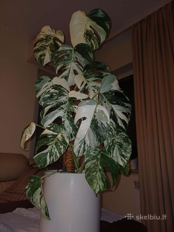Monstera albo variegata