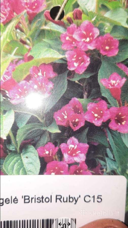 Veigele Bristol Ruby