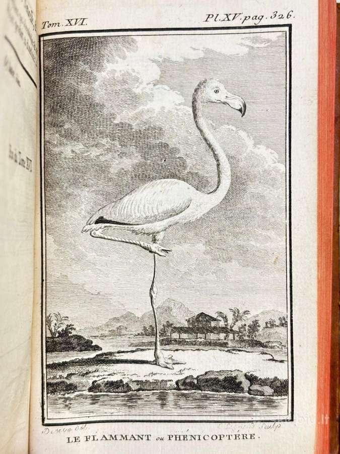 B. de Seve "Paukščių istorija" (1770-1785) - nuotraukos Nr. 10