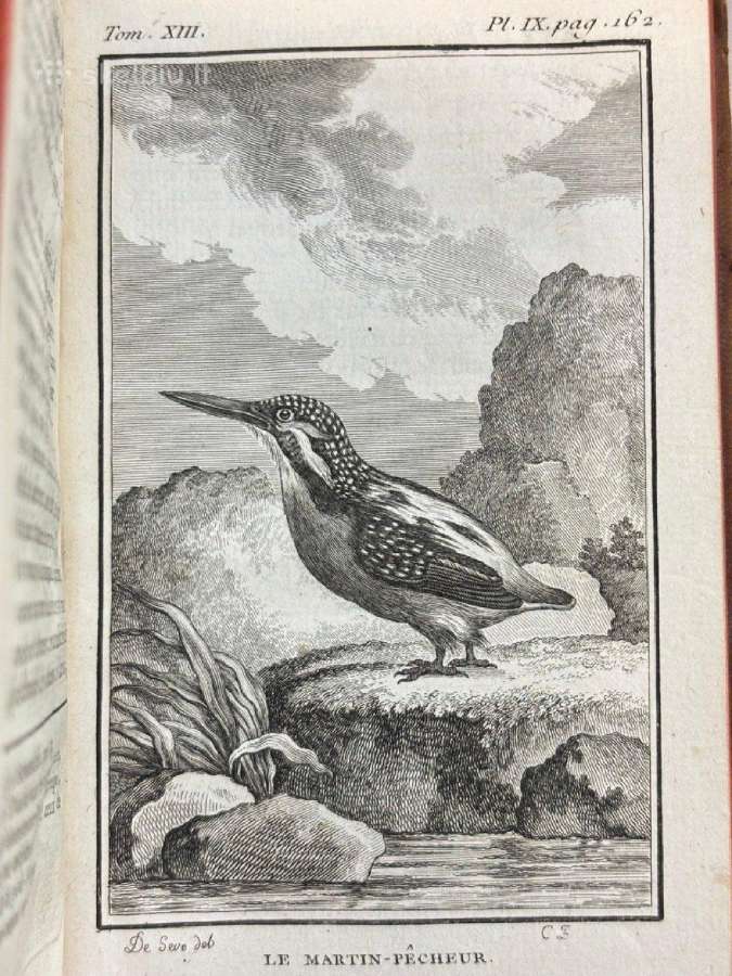 B. de Seve "Paukščių istorija" (1770-1785) - nuotraukos Nr. 14