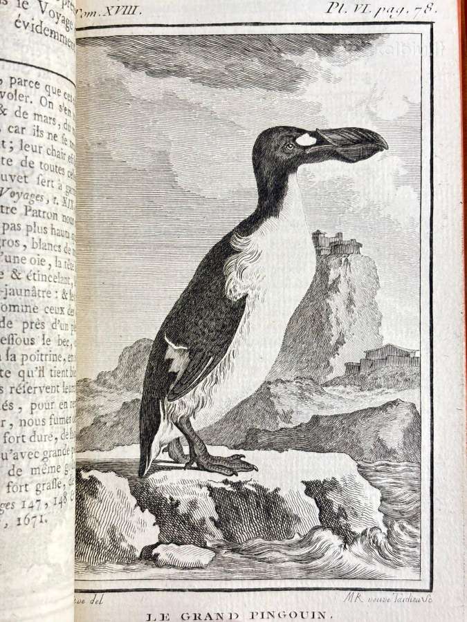 B. de Seve "Paukščių istorija" (1770-1785) - nuotraukos Nr. 17