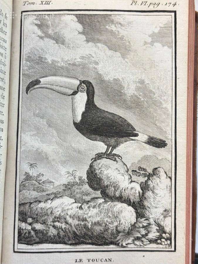 B. de Seve "Paukščių istorija" (1770-1785) - nuotraukos Nr. 20