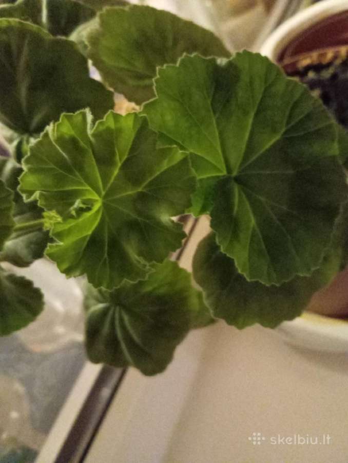 Pelargonija