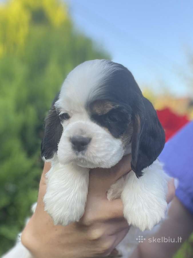 Amerikiečių kokerspanielis - nuotraukos Nr. 2