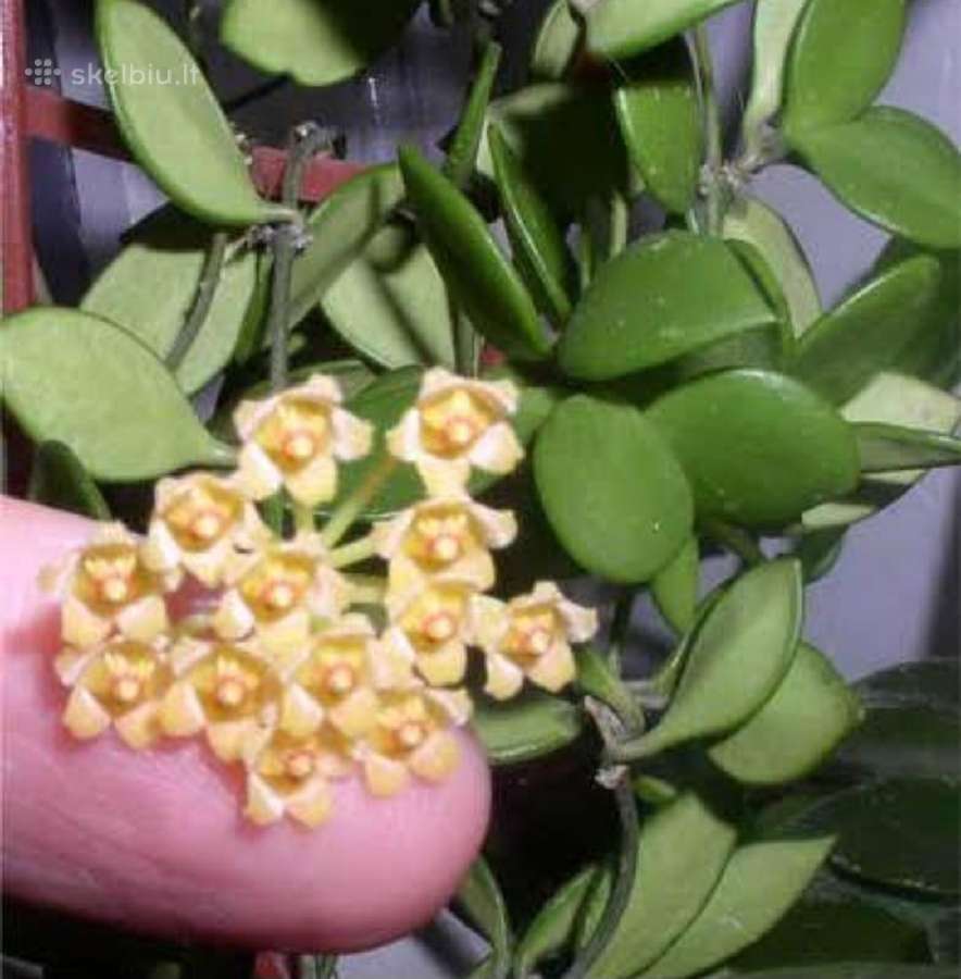 Hoya 's - nuotraukos Nr. 2