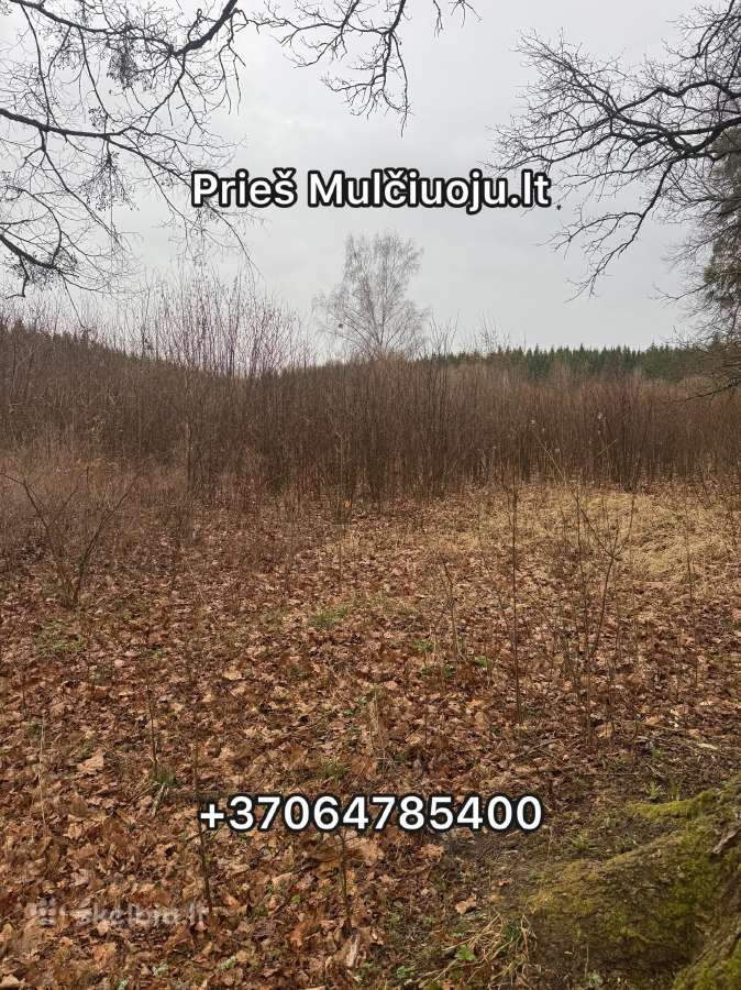 Krūmų ir medžių frezavimas/mulčiavimas Kaune - nuotraukos Nr. 6