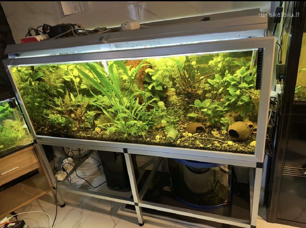 Akvariumas ir 3 vnt krevetynai