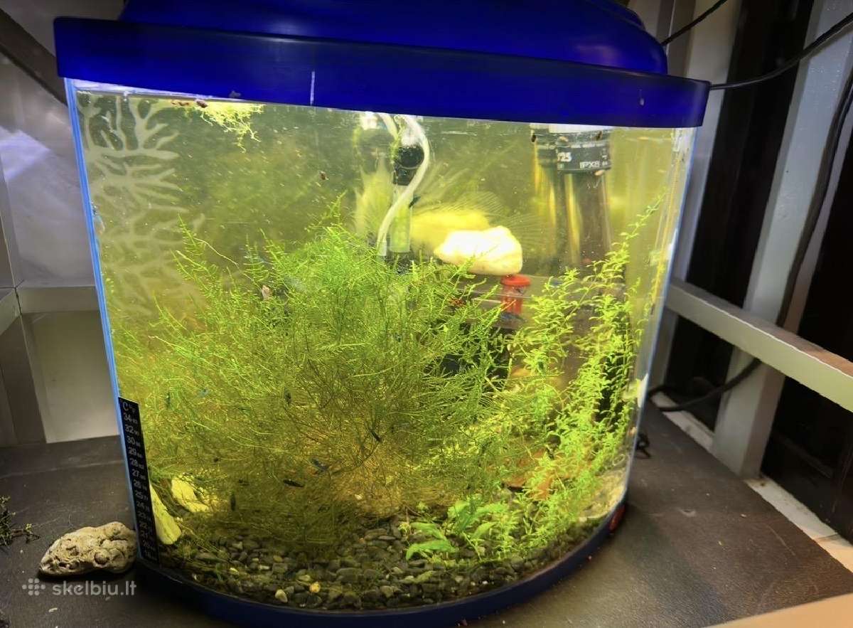 Akvariumas ir 3 vnt krevetynai - nuotraukos Nr. 2