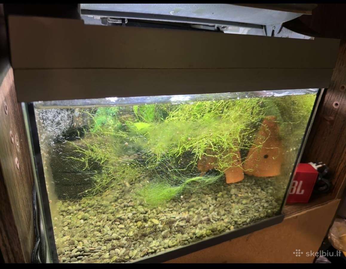 Akvariumas ir 3 vnt krevetynai - nuotraukos Nr. 3