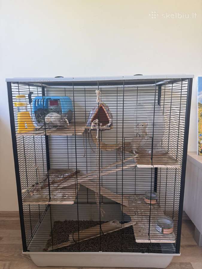 Parduodame du Degu berniukus su dideliu narvu.