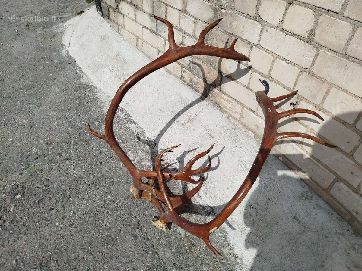 Parduodu Elnio ragus.