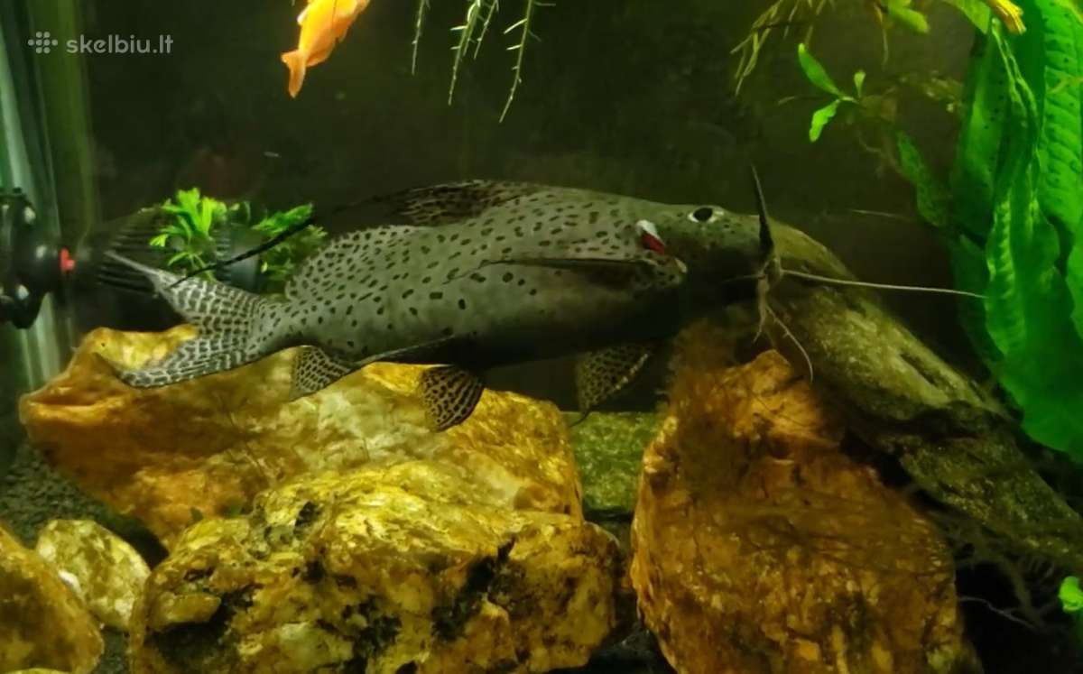 Samukai, ancitrusai, synodontis eupterus