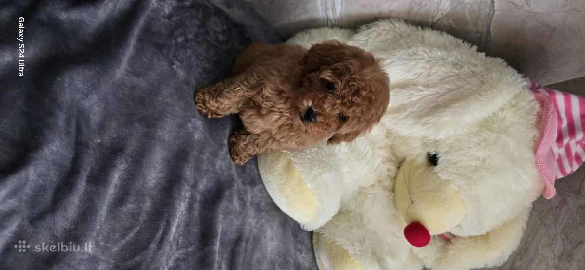 Toy pudelis