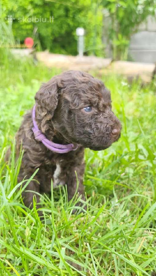 Ispanų vandens šuo (Perro de Agua Espaol) Fci šun