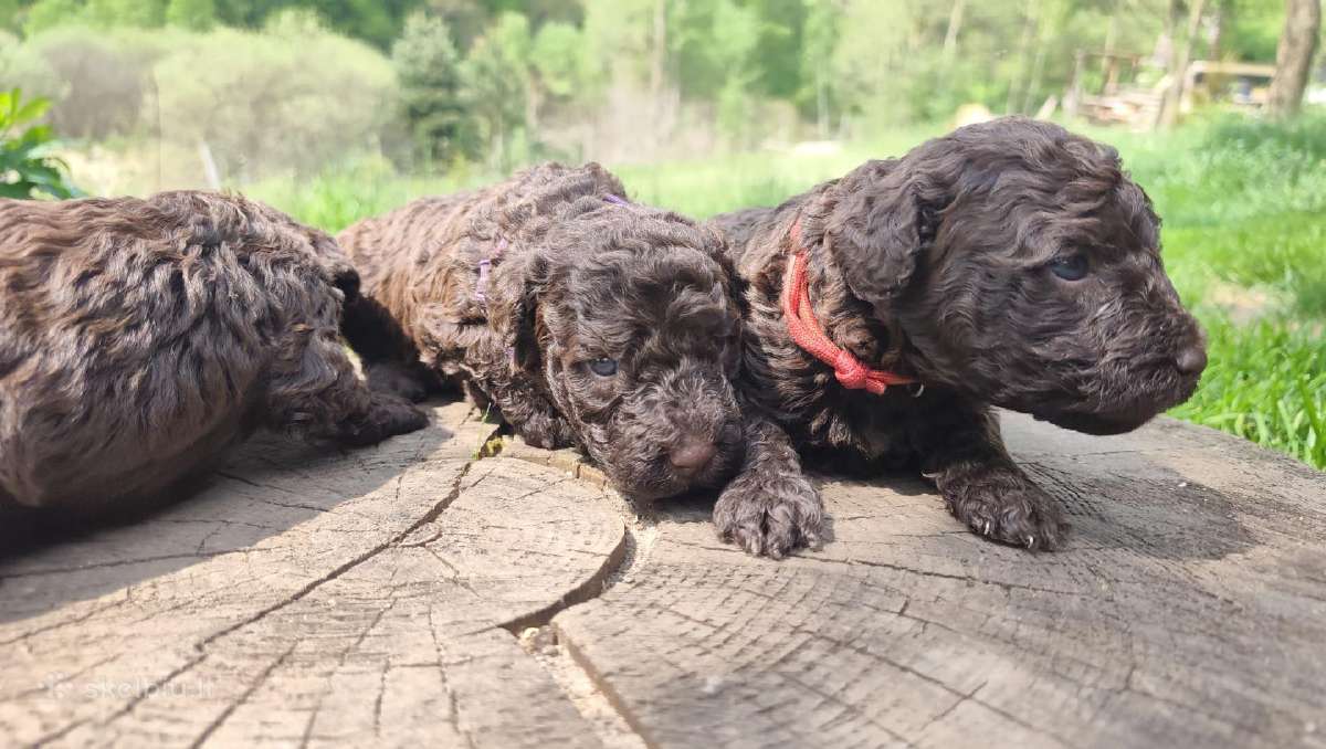 Ispanų vandens šuo (Perro de Agua Espaol) Fci šun - nuotraukos Nr. 3