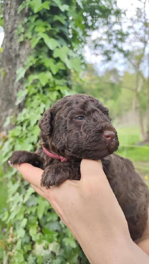 Ispanų vandens šuo (Perro de Agua Espaol) Fci šun - nuotraukos Nr. 4