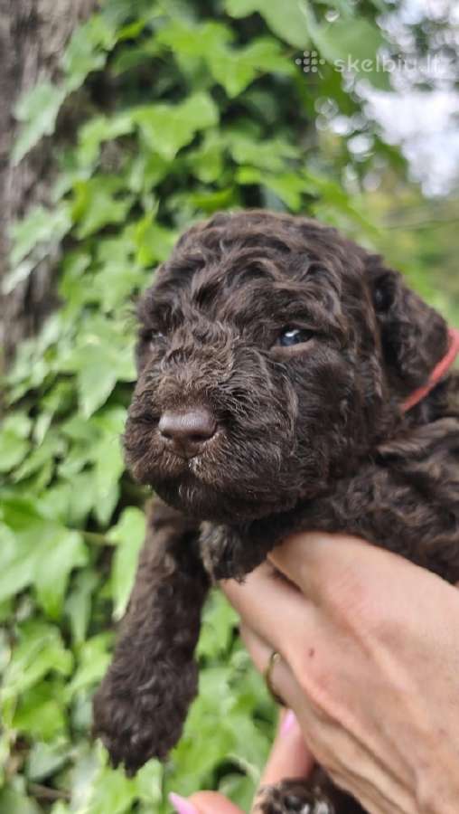 Ispanų vandens šuo (Perro de Agua Espaol) Fci šun - nuotraukos Nr. 6