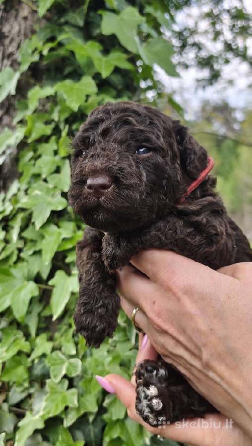 Ispanų vandens šuo (Perro de Agua Espaol) Fci šun - nuotraukos Nr. 7