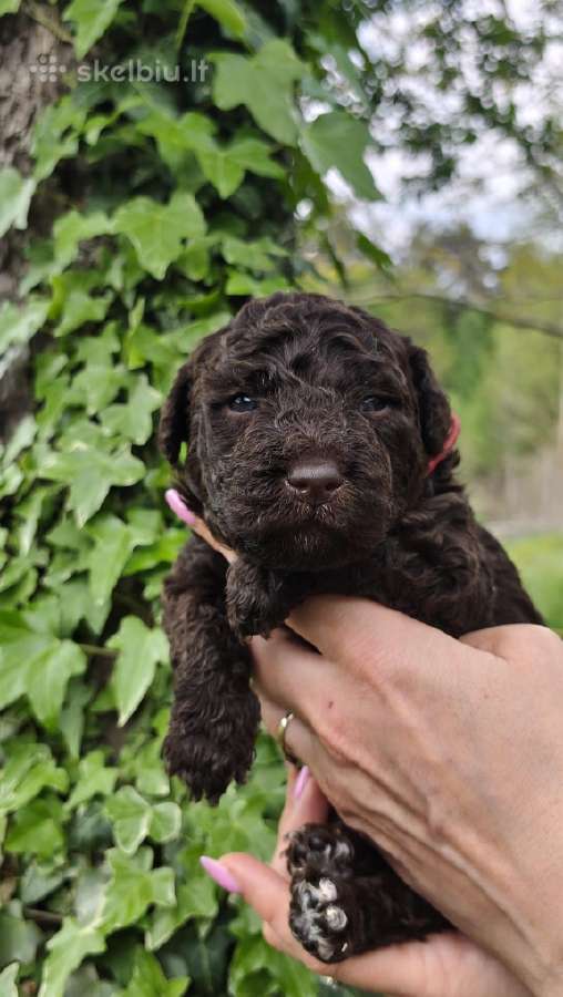 Ispanų vandens šuo (Perro de Agua Espaol) Fci šun - nuotraukos Nr. 8