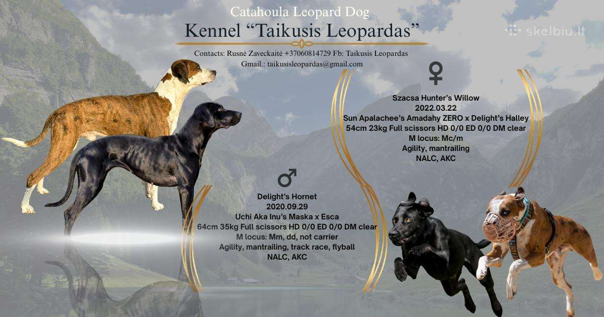 Katahulos Leopardinių šuniukų vada Lietuvoje