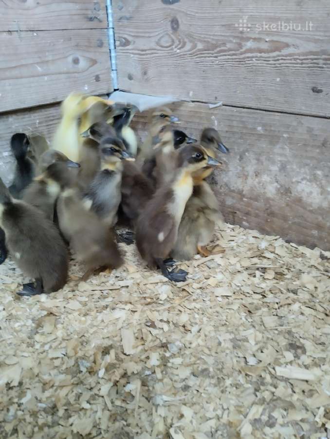 Ančiukai viščiukai kiauš perinimui - nuotraukos Nr. 4